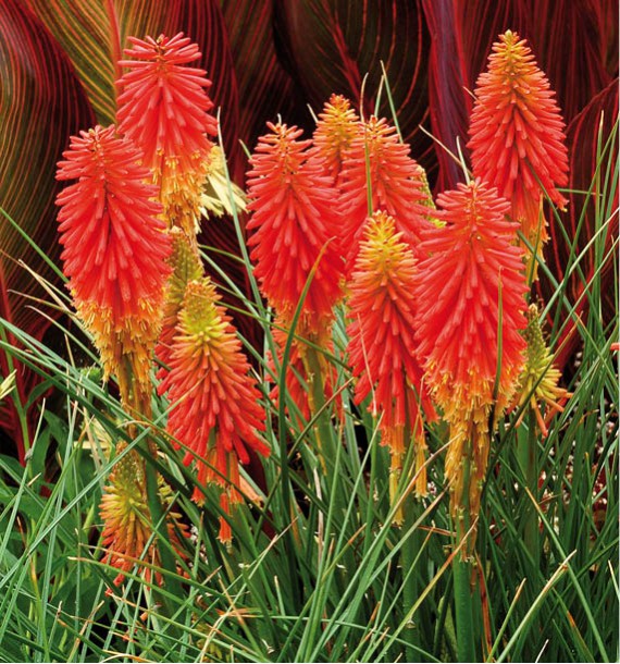 Kniphofia papaya popsicle